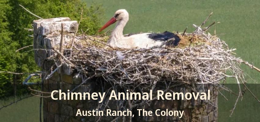Chimney Animal Removal Austin Ranch, The Colony - TX