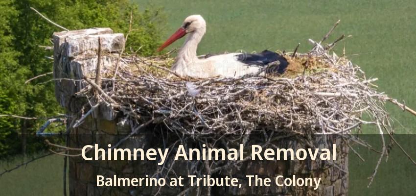 Chimney Animal Removal Balmerino at Tribute, The Colony - TX