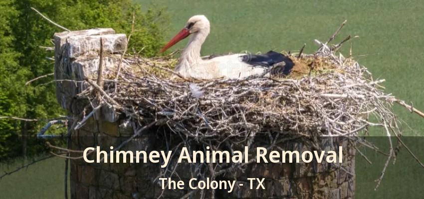Chimney Animal Removal The Colony - TX