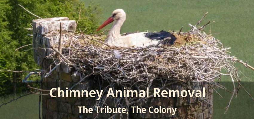 Chimney Animal Removal The Tribute, The Colony - TX