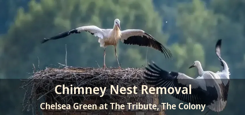 Chimney Nest Removal Chelsea Green at The Tribute, The Colony - TX