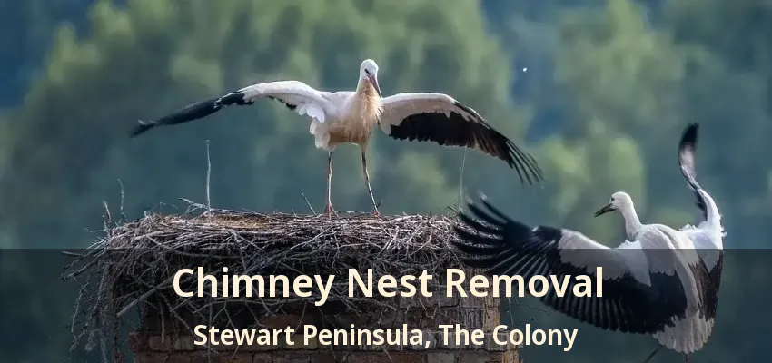 Chimney Nest Removal Stewart Peninsula, The Colony - TX