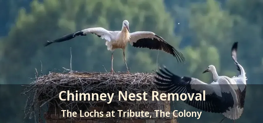 Chimney Nest Removal The Lochs at Tribute, The Colony - TX