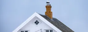 Chimney Nest Removal The Colony
